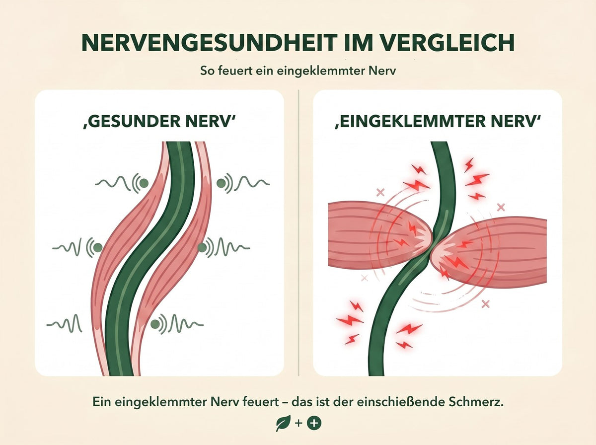 los ischiaspdp nerv vergleich